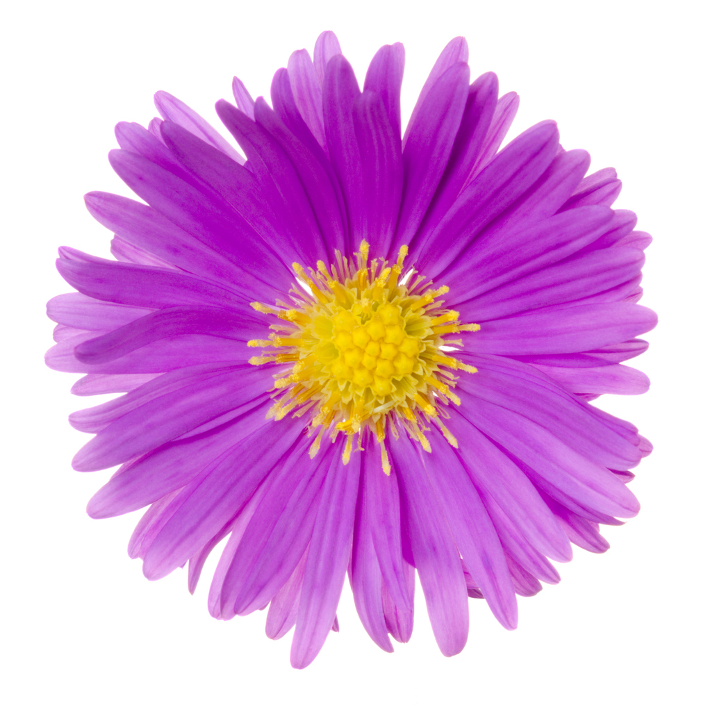 Aster flowers