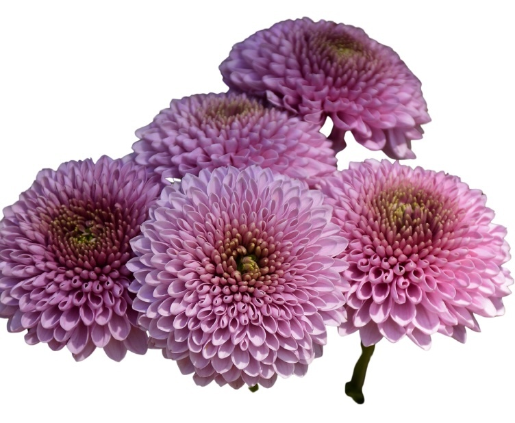Disbud Ball Mum flowers