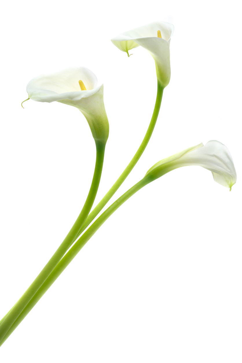 Calla Lily flowers